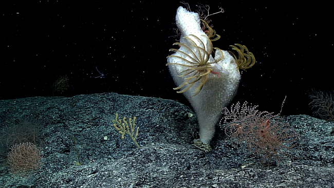 A large sponge providing habitat for three yellow feather star crinoids, a fewbrittle stars, and on its backside, a basket star
