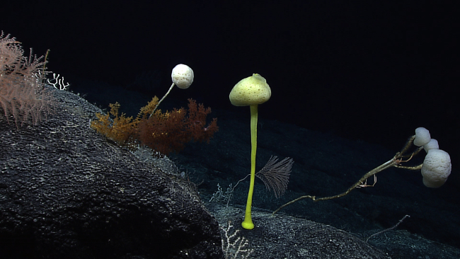 A yellow stalked spotlight appearing sponge, the three headed stalked sponge ofimage expn4506, and at least three coral species including an orange-brownblack coral bush