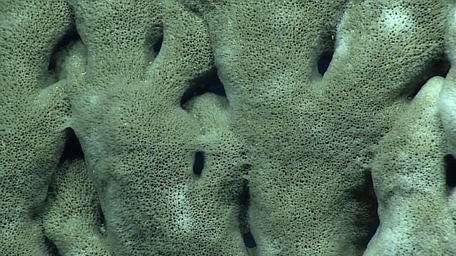 Closeup of the texture of a dying sponge