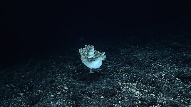 A weird stalked sponge similar to that in image expn4518