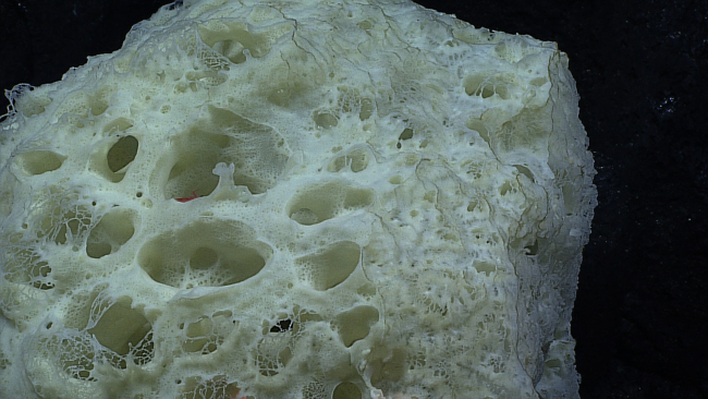 Closeup of top of sponge seen in image expn4527