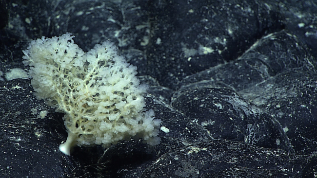 Perhaps one of the most unique sponges seen in NOAA's Ocean Explorationprogram