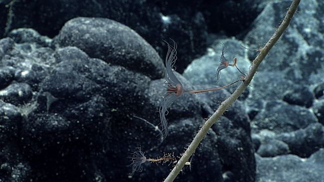 Three hydroids with relatively thin stalks growing on what is probably a deadcoral branch