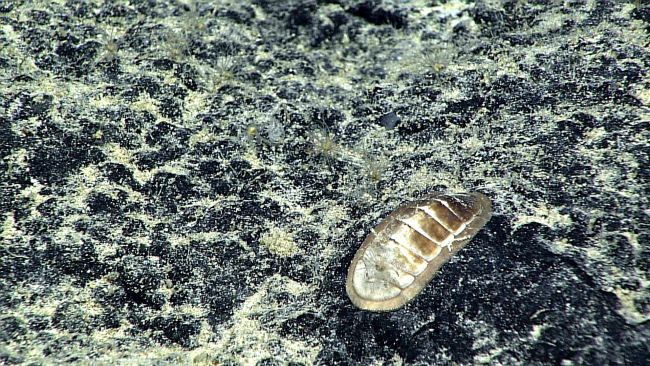 A chiton and small almost invisible anemone-like animals and other small biota