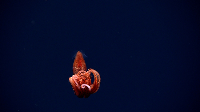 Swimming octopod
