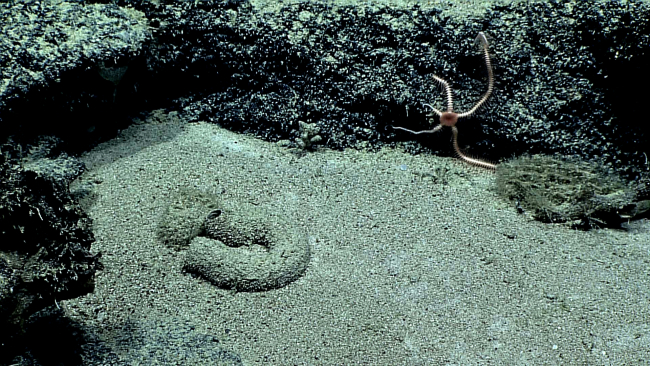 Perhaps the tubular feature in the left center of the image is a dead sponge