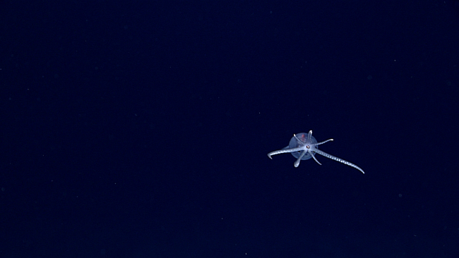 A glass squid encountered in the water column