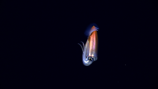A squid, Walvisteuthis youngorum, seen at 900 meters depth off NortheastGardner Pinnacles