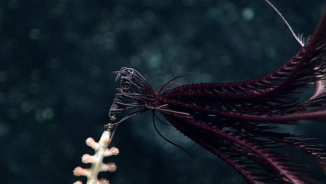 A purple feather star crinoid that has attached itself to the top of a bamboocoral branch
