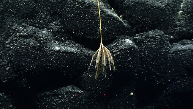 A somewhat dilapidated sea lily stalked crinoid apparently hanging straightdown in an area of low current