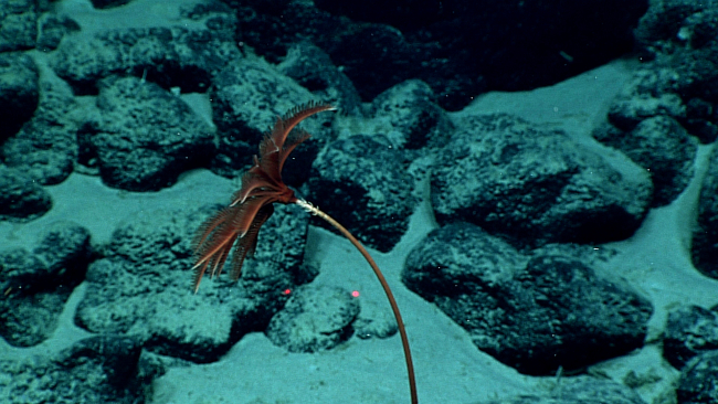 A red stalked sea lily crinoid
