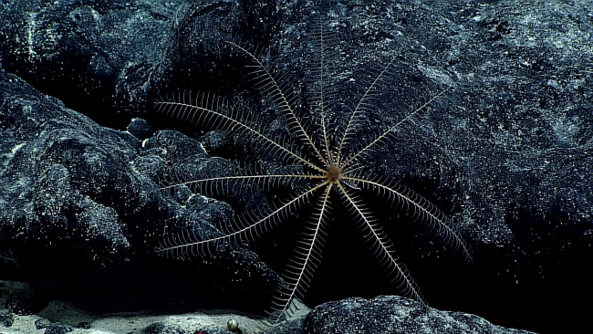 A whitish brown feather star crinoid on a black rock surface