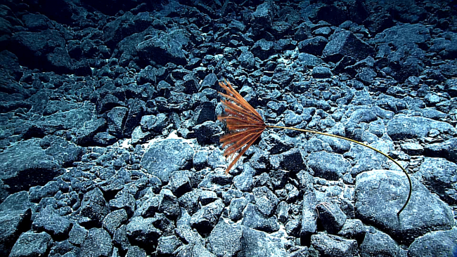 A red stalked sea lily crinoid bending in the current