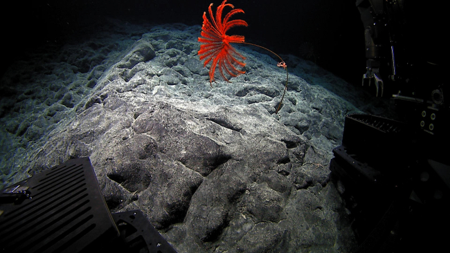A beautiful red stalked sea lily crinoid with brittle stars