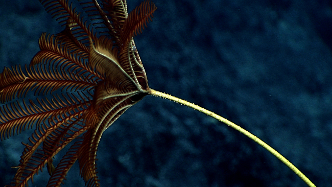 A brown sea lily crinoid with yellow stalk