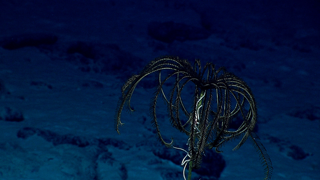 A black feather star crinoid at the top of a dead coral branch