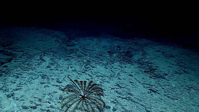 A blackish red feather star crinoid on a sand and rock substrate