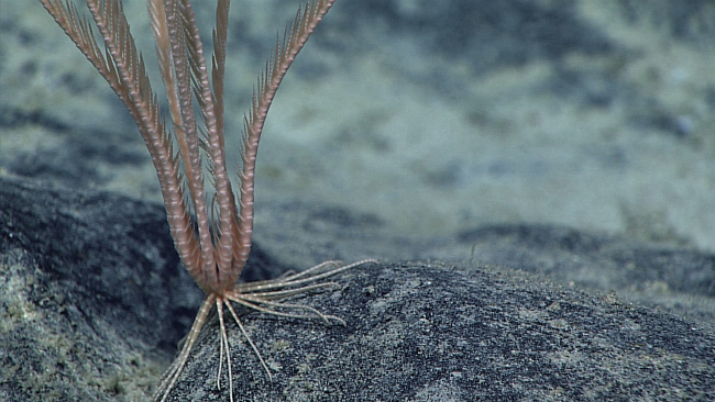 Closeup of the legs of the pinkish white feather star crinoid in imageexpn4591