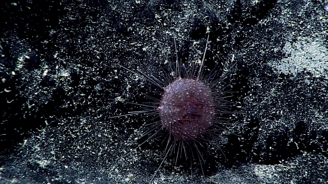 A purple sea urchin with relatively thin spines