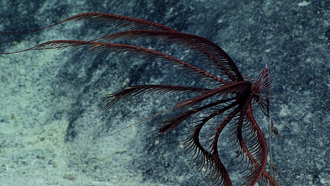 A brownish red feather star crinoid at the top of a dead coral branch