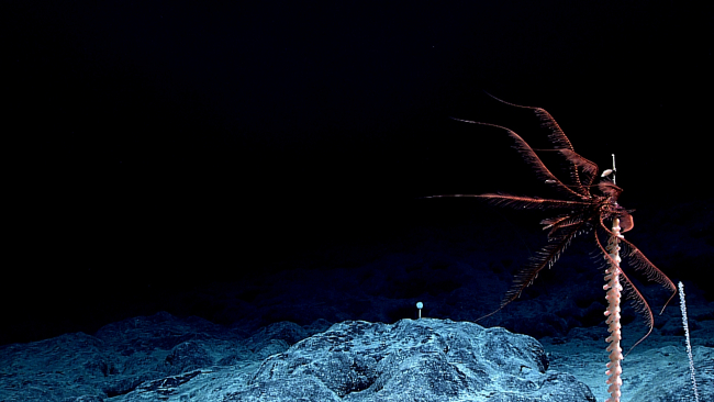 Reddish-brown feather star crinoid at the top of a bamboo whip coral