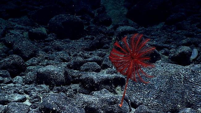 Red sea lily stalked crinoid with a fairly robust stalk