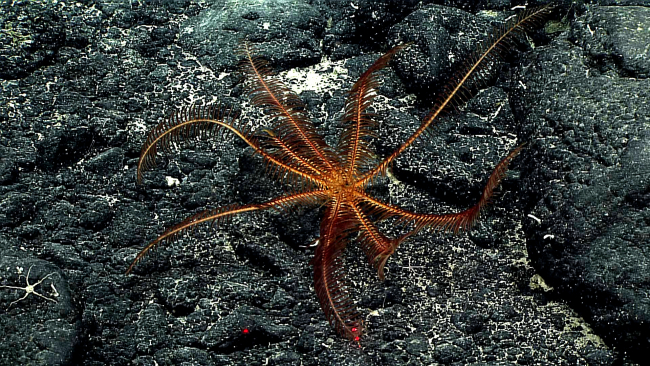An orange feather star crinoid that is about a foot across