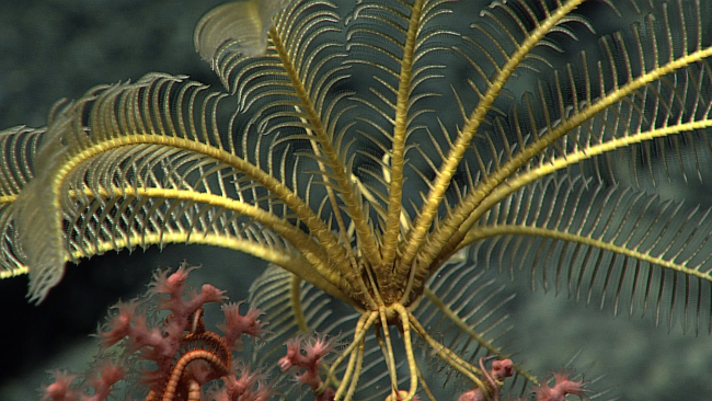 Closeup of yellow feather star seen in image expn4609