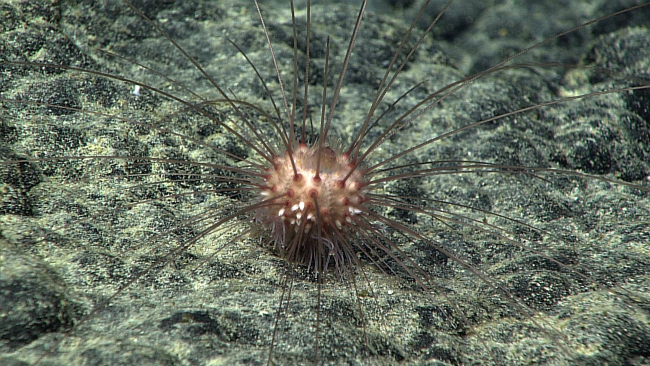 An urchin with long wispy spines - Aspidodiadema hawaiiensis