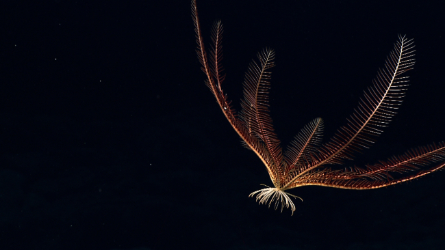 A swimming feather star crinoid