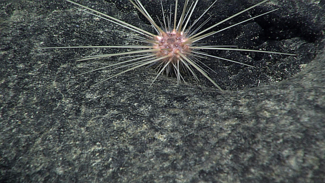 Pink urchin of same species as that seen in image expn4615