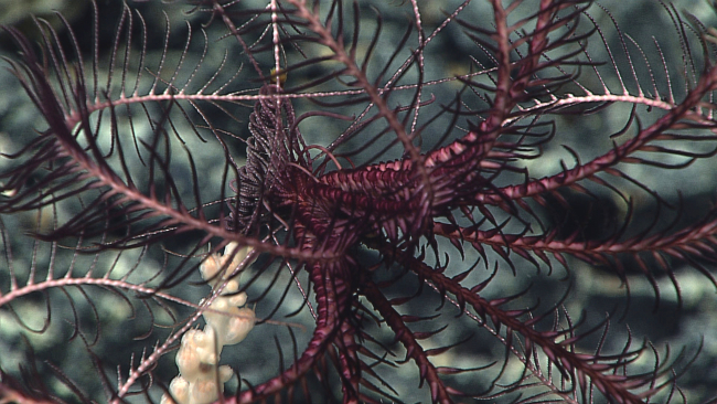 Closeup of the mouth, legs, and arms of the purple feather star crinoid seen inimage expn4619