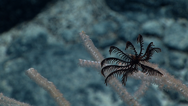 A small black feather star crinoid at the end of a bamboo coral branch
