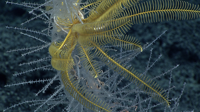 A yellow feather star crinoid attached to a cylindrical glass sponge withnumerous protruding appendages