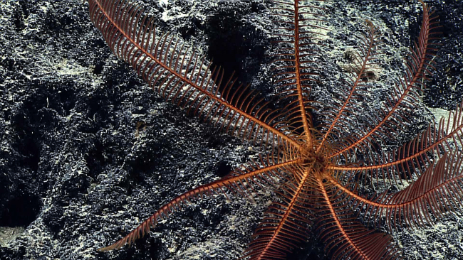 An orange feather star crinoid on a sediment covered rock surface