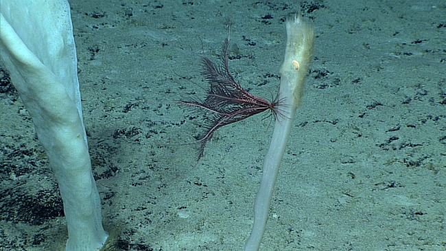 A purple feather star crinoid that appears to be crawling to the top of abroken sponge stalk