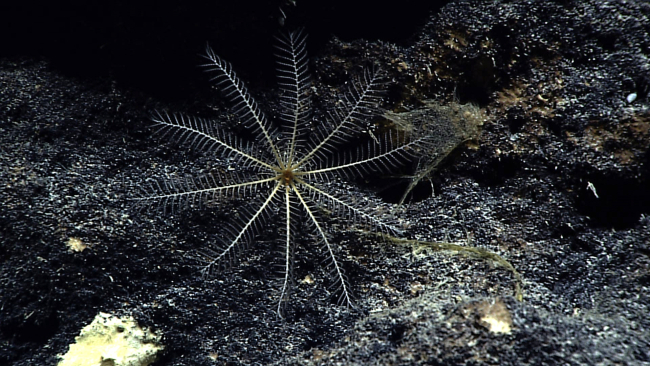 A white crinoid with yellow mouth area on a black rock surface