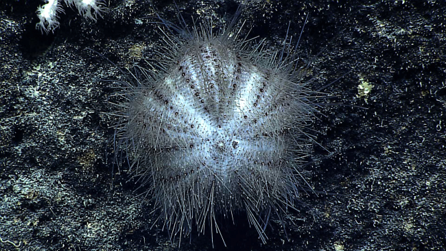 A white with black spots sea urchin with fine spines some of which seem tobe randomly oriented