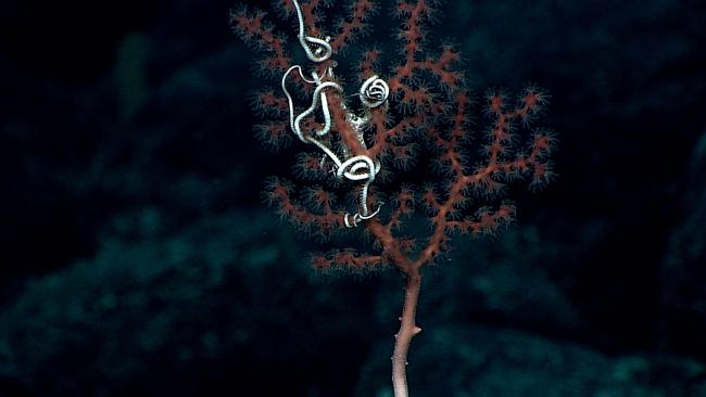 A large white brittle star entwined in a red corallium bush