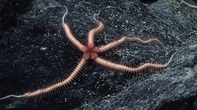 A pink brittle star on a black rock surface
