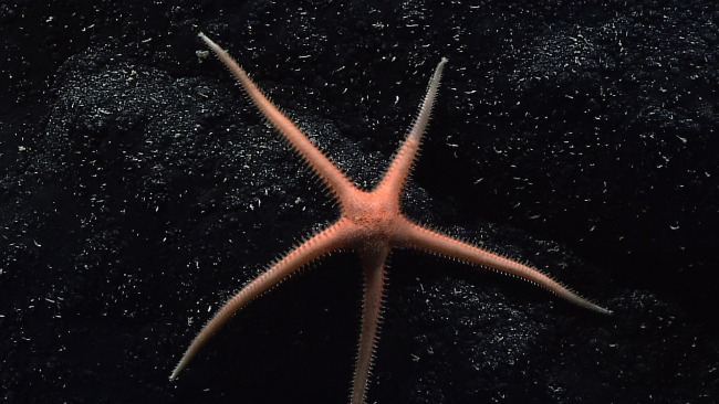 An orange starfish with long thin legs