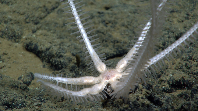 A strange appearing white six-legged starfish seen almost in the plane of itsbody