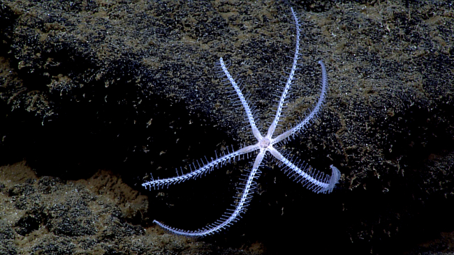 White six-legged starfish of the same species as that seen in image expn4650 and expn4651