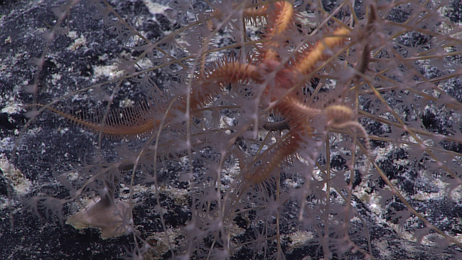 Pinkish-orange brittle star in chrysogorgid coral