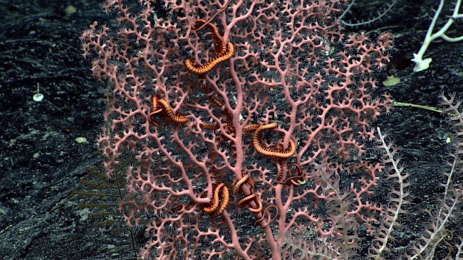 Large orange brittle star in pink corallium coral