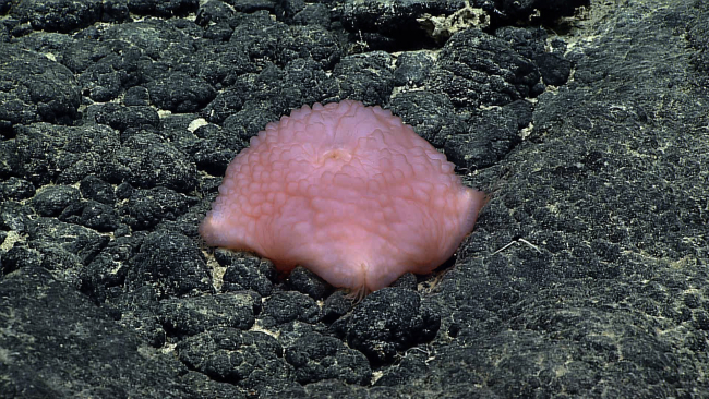 A bumpy pink slime star
