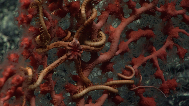 A brownish brittle star on a red corallium coral