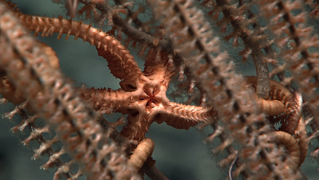Mouth of a brittle star that is on a bamboo coral