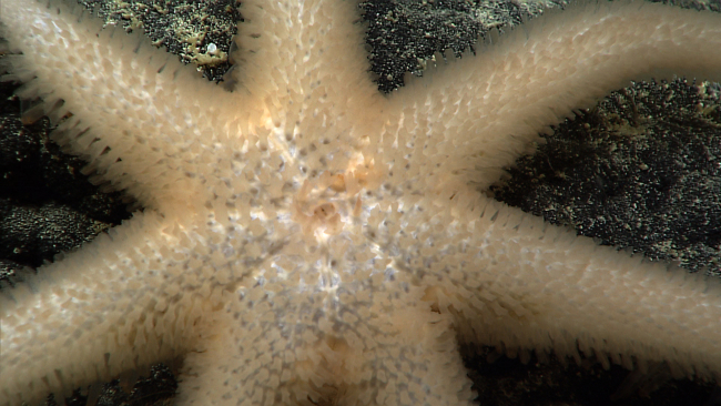 Closeup of the top of an orange-white seven-armed starfish