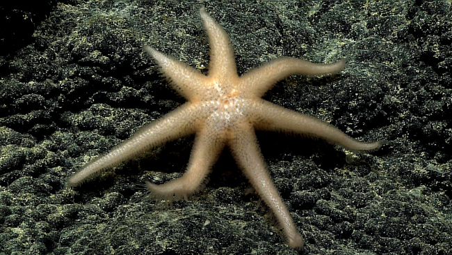 Full view of light orange-white seven-armed starfish seen in image expn4666